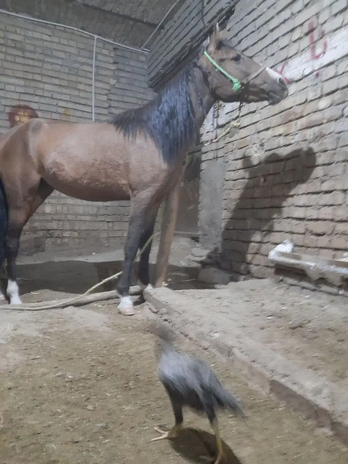 کره مادیان|اسب و تجهیزات اسب‌سواری|ملایر, |دیوار