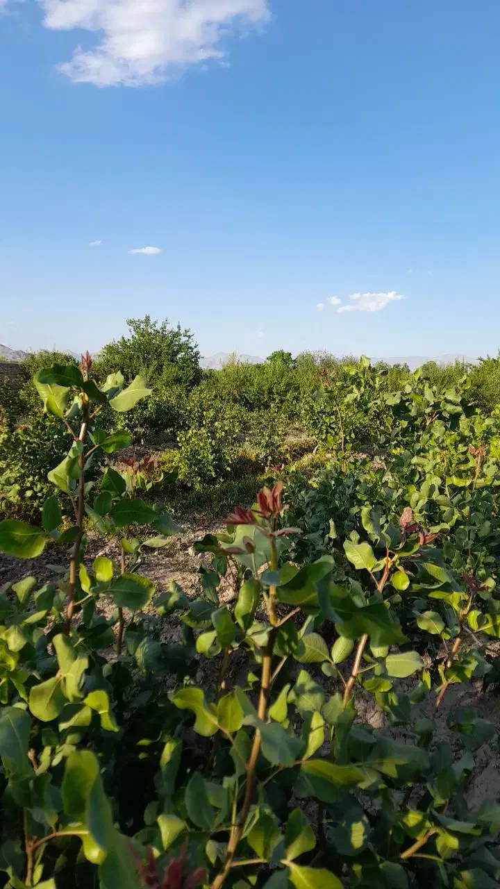 چندین قطعه زمین با امکانات برق|مشارکت در ساخت املاک|یامچی, |دیوار