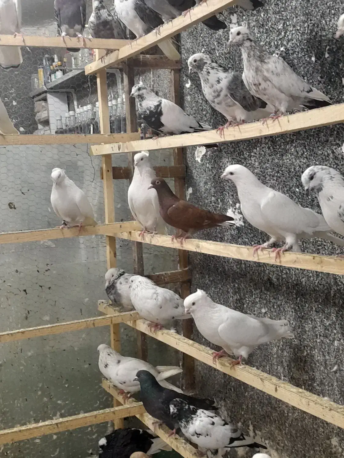 کبوتریکجایی|پرنده|قائم‌شهر, |دیوار