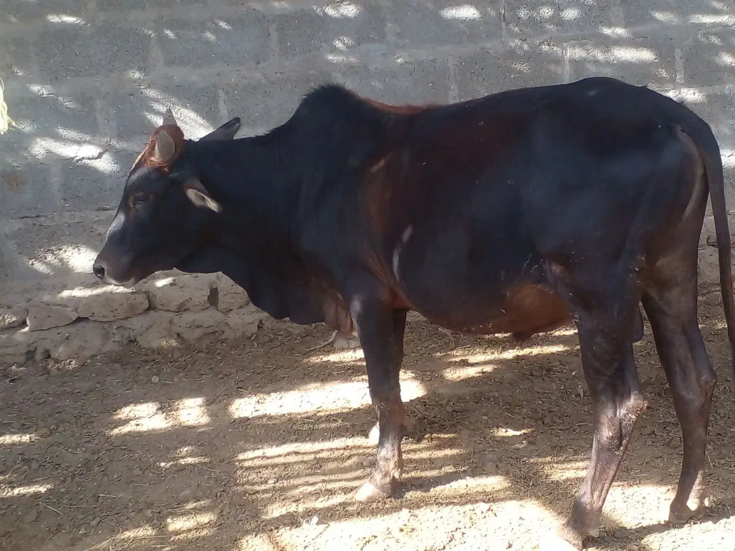 گوساله های تمیز و سالم برای پروار|حیوانات مزرعه|سیریک, |دیوار