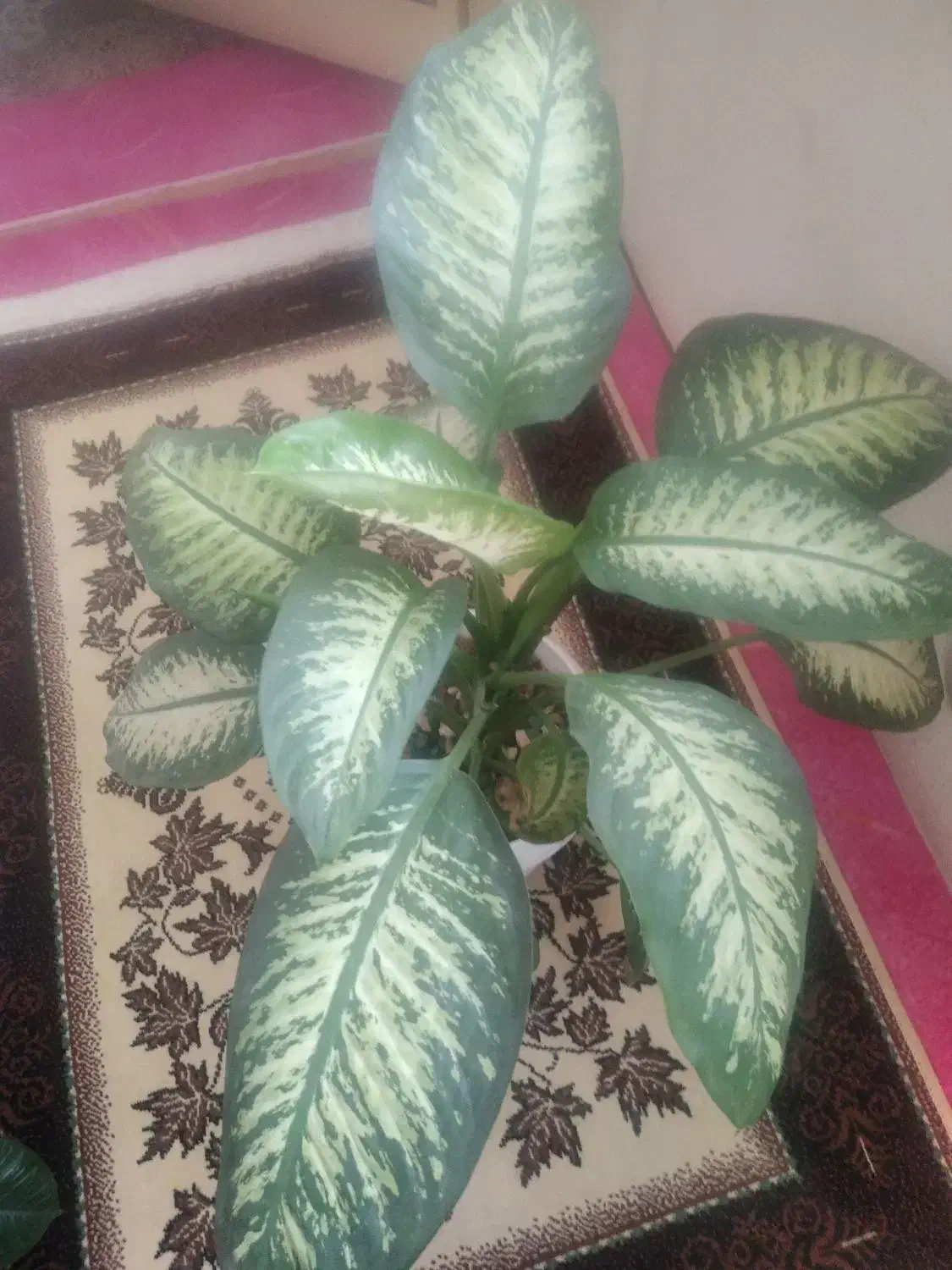 گل خانگی|گل و گیاه طبیعی|فولادشهر, B5|دیوار