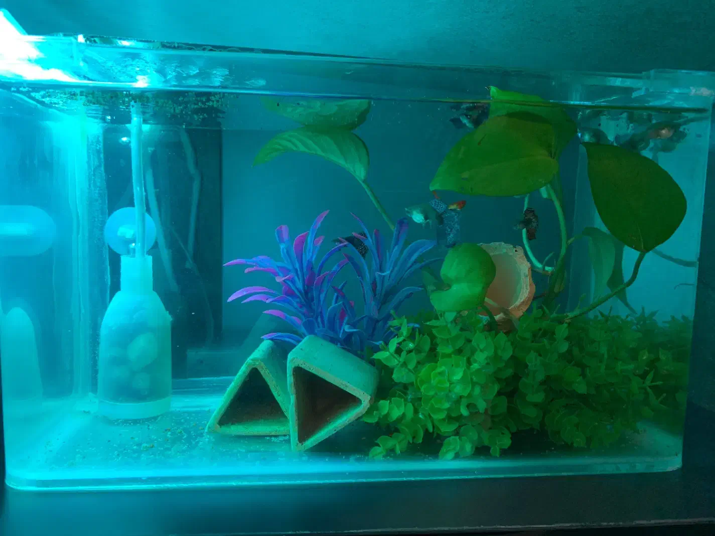 اکواریوم با ماهی و گیاه و چوب ابنوس کامل|ماهی|شیراز, پانصد دستگاه ارتش|دیوار