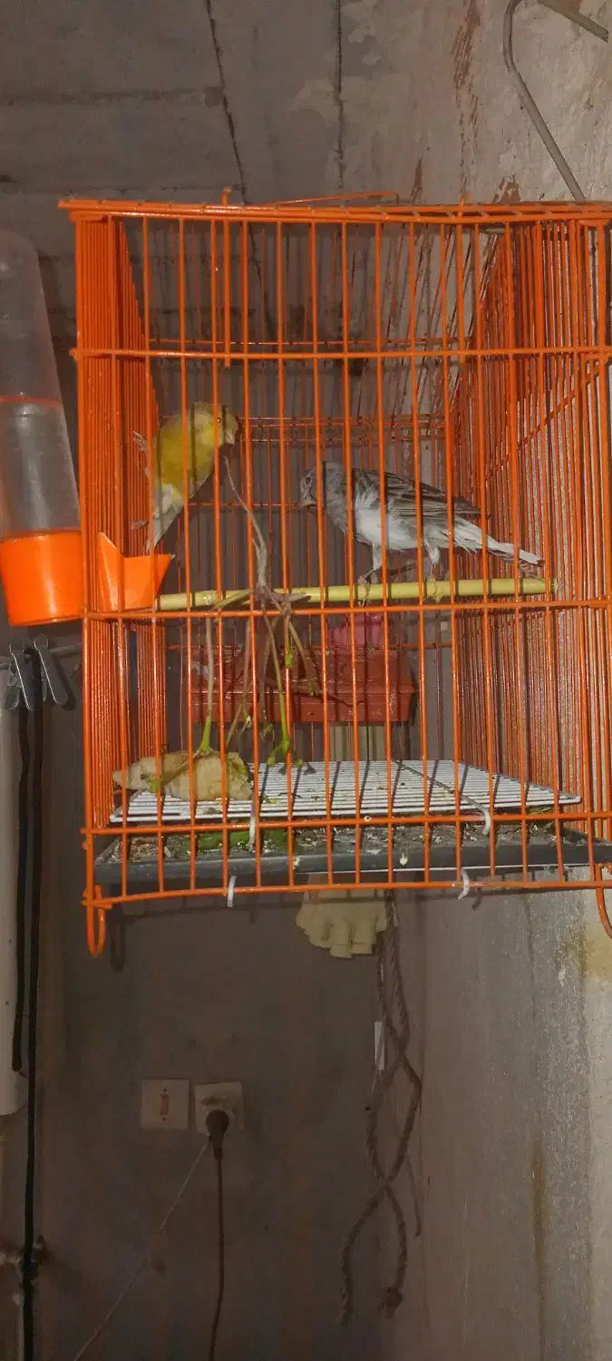 قناری نر ماده|پرنده|آزادشهر, |دیوار