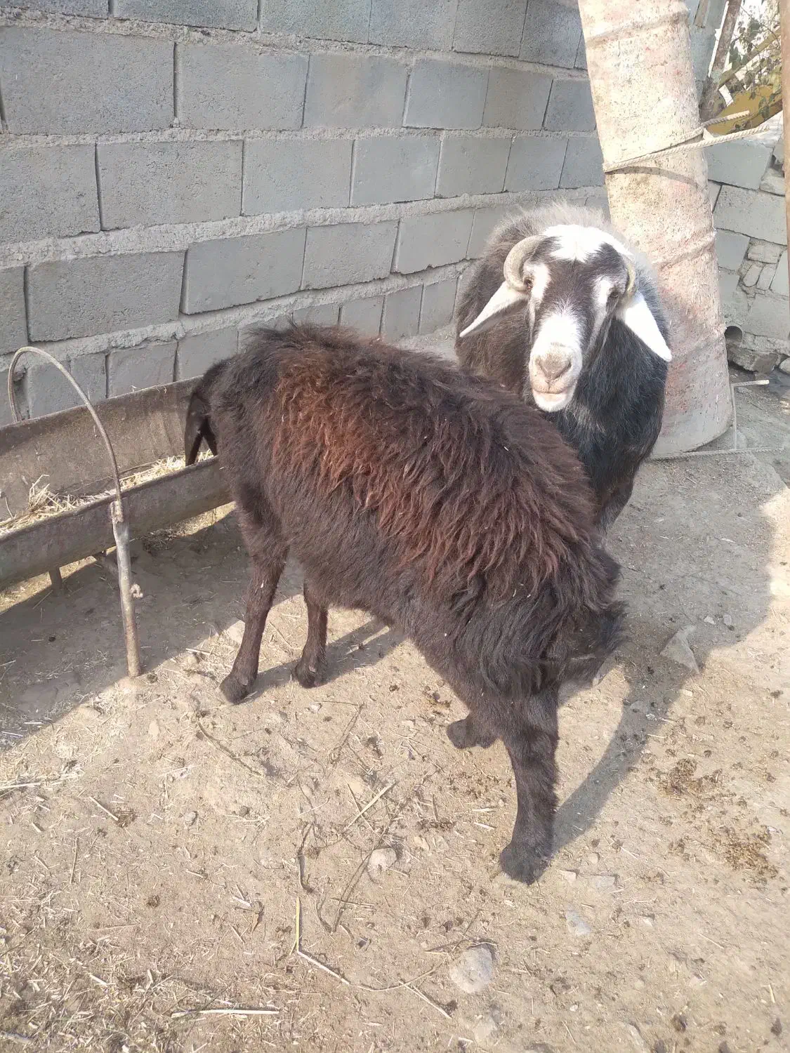 فروشی قوچ دو ساله|حیوانات مزرعه|بناب, |دیوار