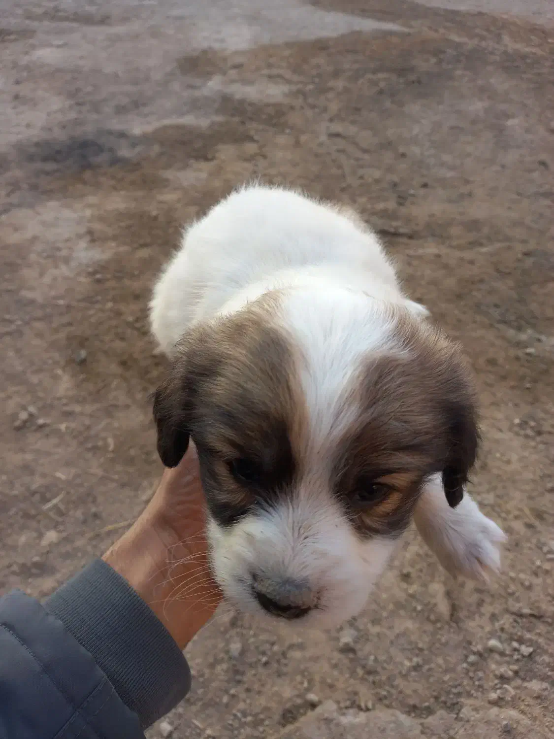 فروش توله پاپی|سگ|ساوه, |دیوار