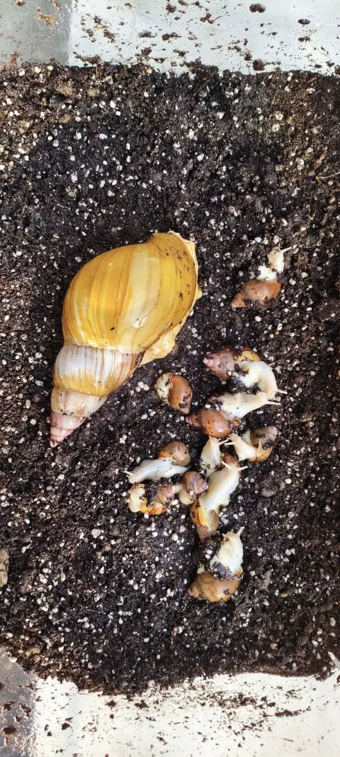 حلزون|خزنده|اندیشه, اندیشه فاز ۴|دیوار