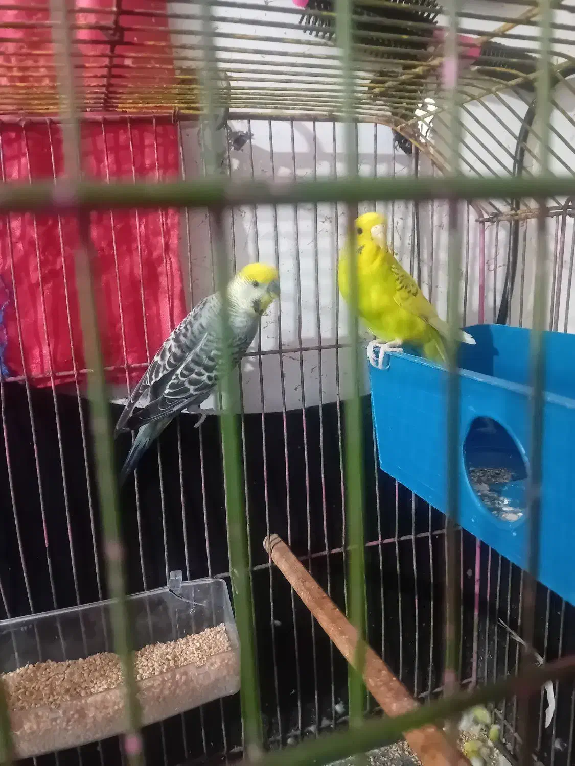 جفت مرغ عشق مولد بایه ماده طوطی عروس|پرنده|بندر ماهشهر, |دیوار