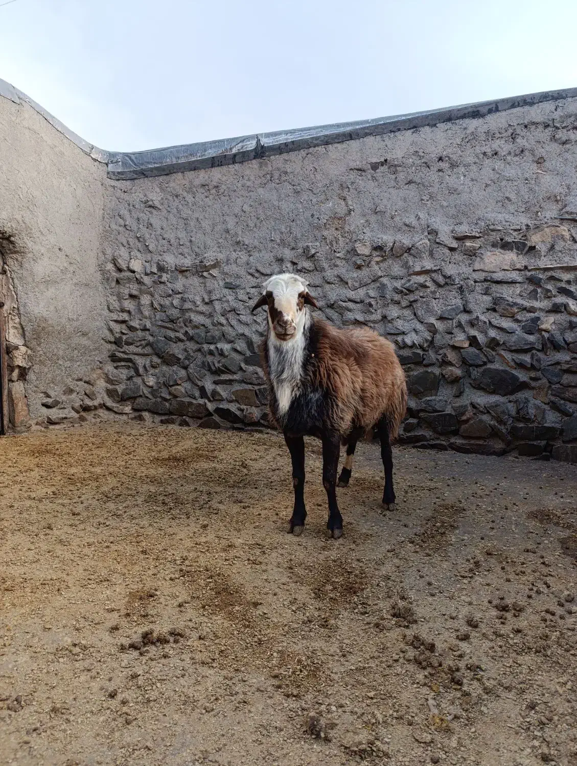 قوچ مهربانی نژاد دار|حیوانات مزرعه|خنداب, |دیوار