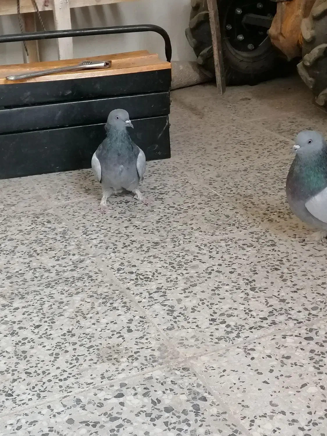 کبوتر پر نروماده 13دم|پرنده|سامان, |دیوار