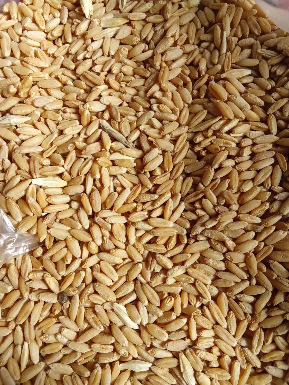 گندم بذری دیم آذر 2 فروش فوری|عمده‌فروشی|کنگاور, |دیوار