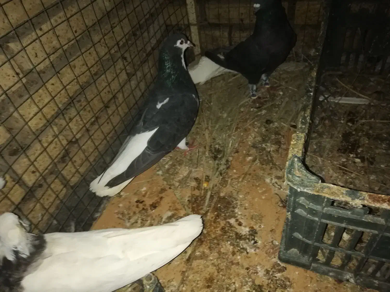 کفتر|پرنده|خرمشهر, |دیوار