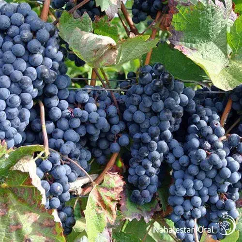 فروش نهال های یه ساله دوساله سه ساله تضنمینی|خدمات باغبانی و درختکاری|قزوین, |دیوار