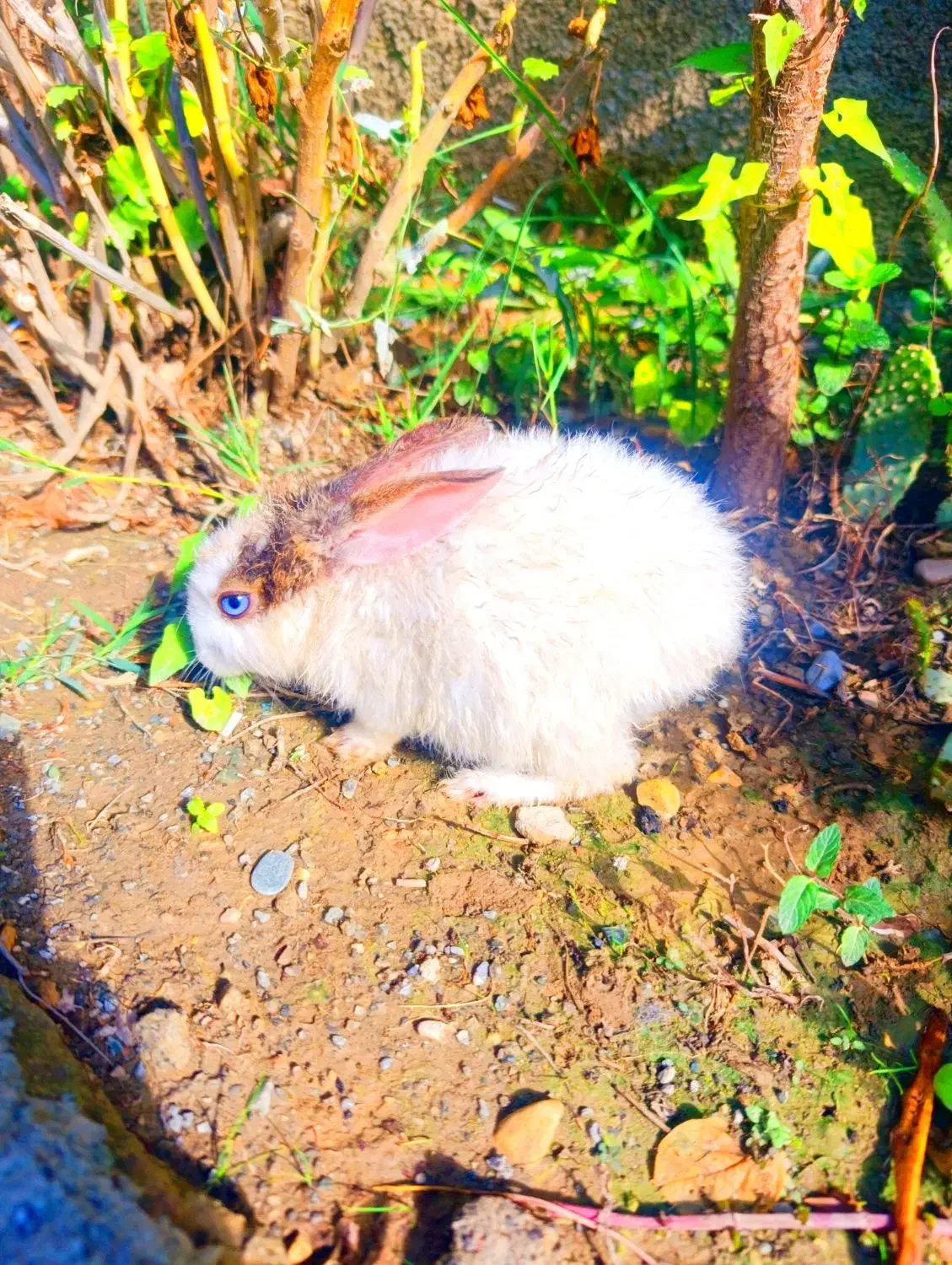 بچه خرگوش|موش و خرگوش|گرگان, |دیوار