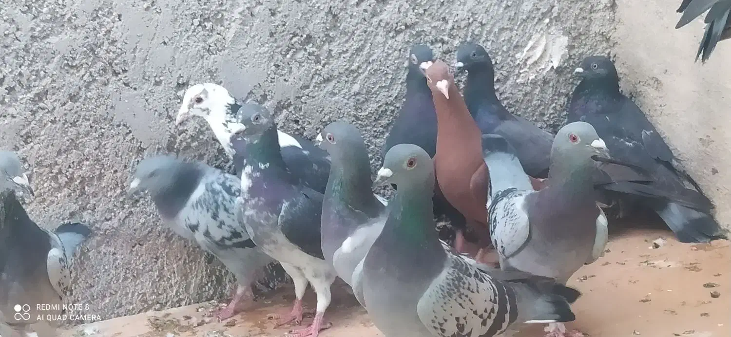 20کبوتر پلاکی پولکی و...|پرنده|خورموج, |دیوار