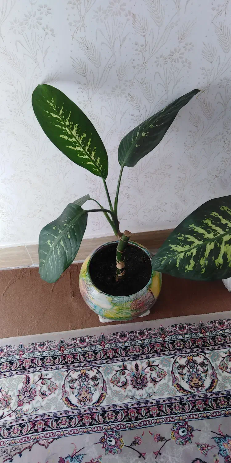 گل با گلدان|گل و گیاه طبیعی|دهگلان, |دیوار