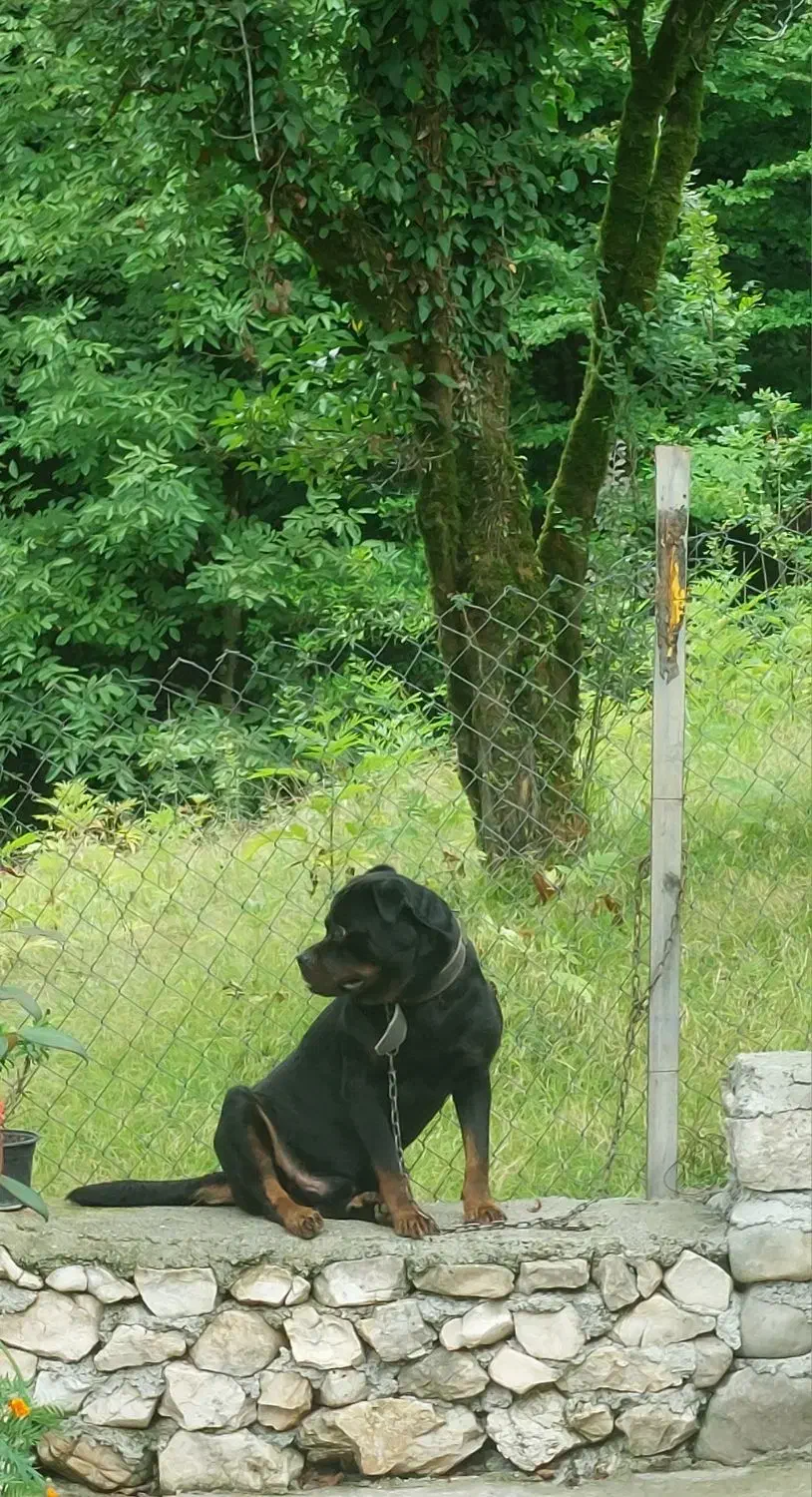 پیدا کردن جفت|سگ|چالوس, |دیوار