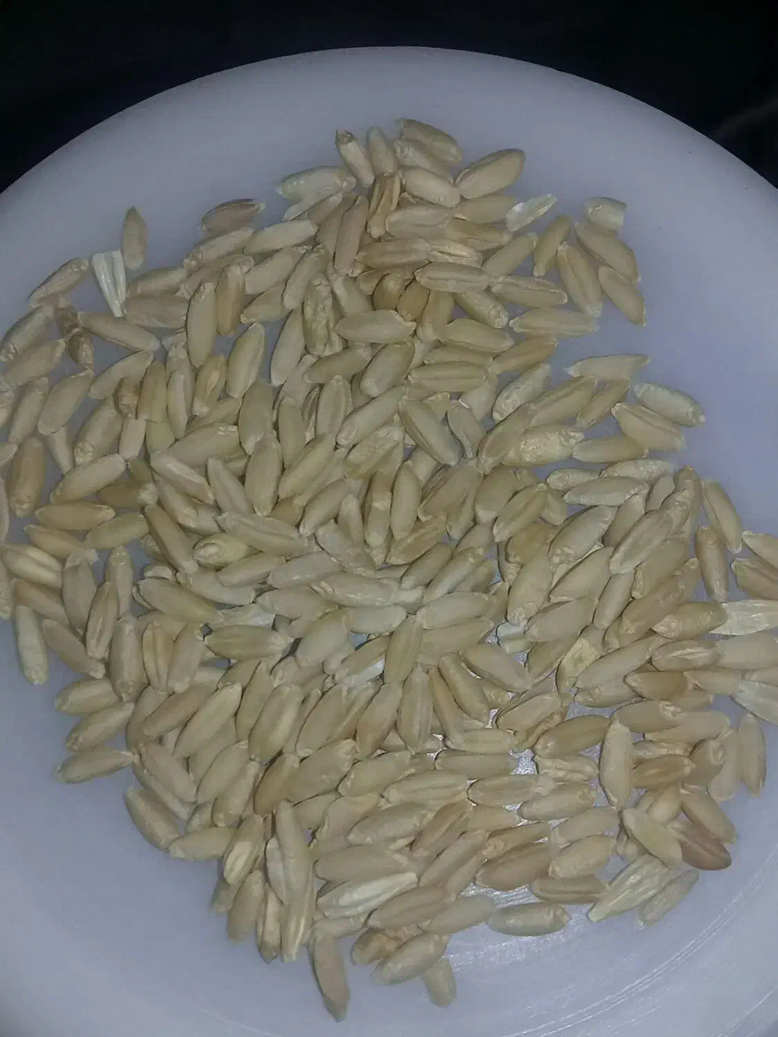 گندمفروش|عمدهفروشی|ماهیدشت, |دیوار