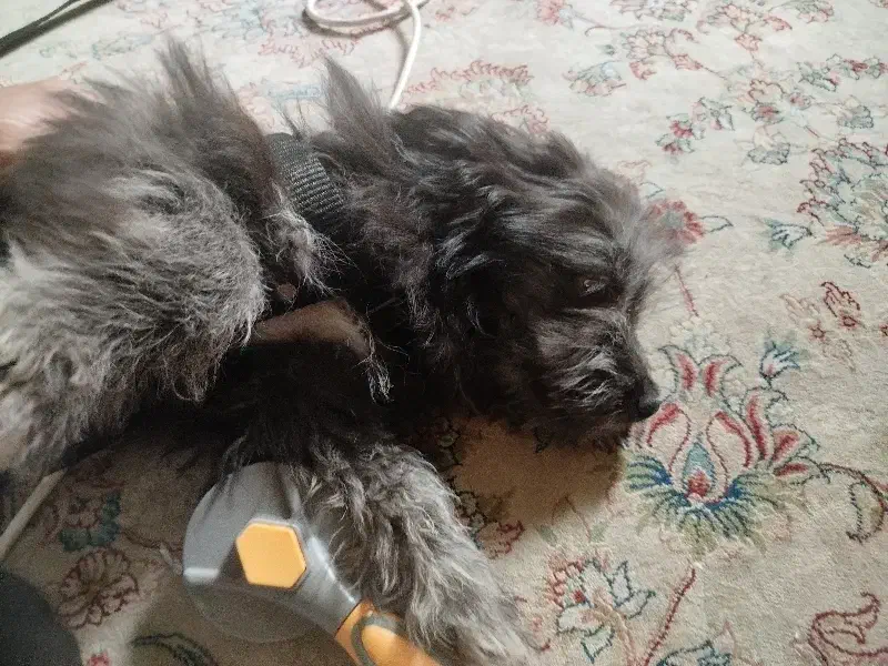 واگذاری سگ شیتزو|سگ|مشهد, عبادی|دیوار