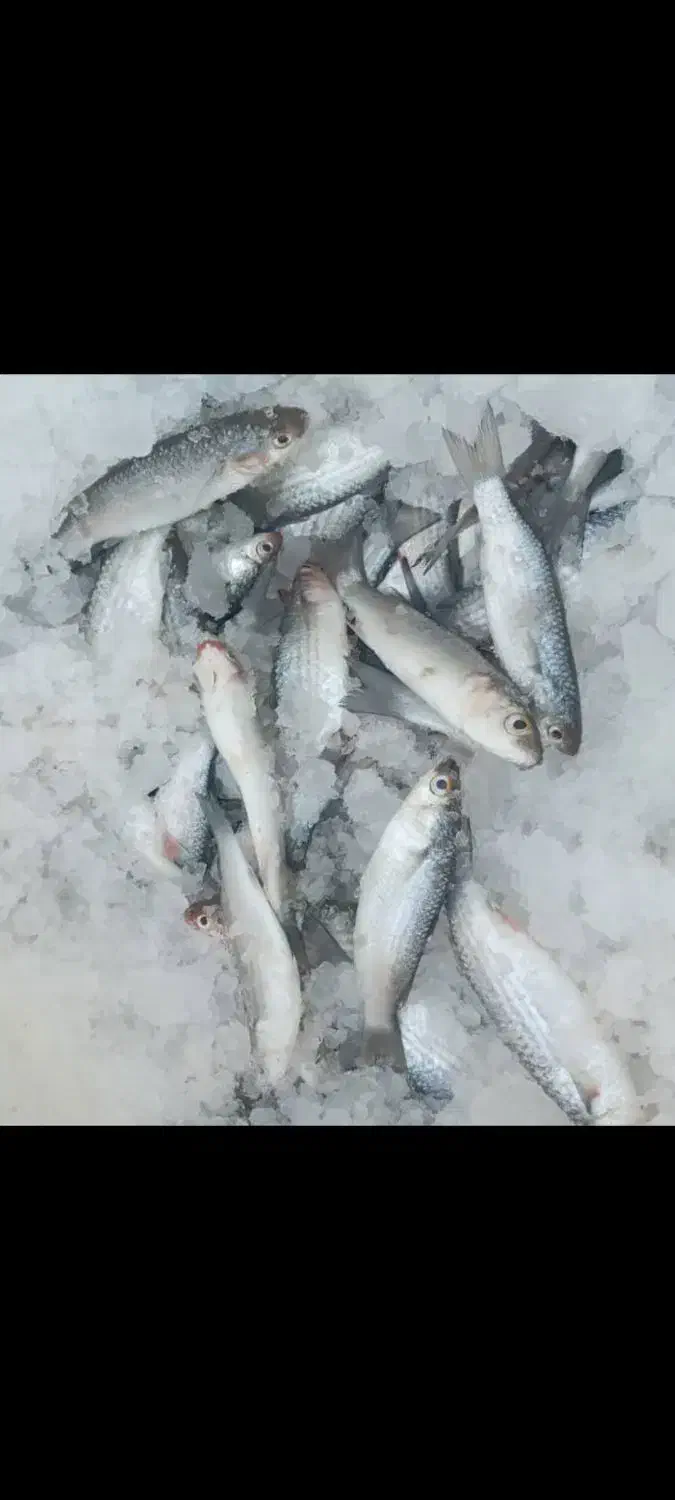 ماهی تازه تازه هست|ماهی|میناب, |دیوار