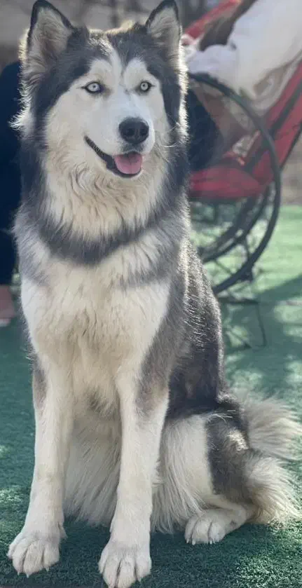 واگذاری ۲تا هاسکی ، شرایط با دقت خوانده شود|سگ|تهران, جمال‌زاده|دیوار