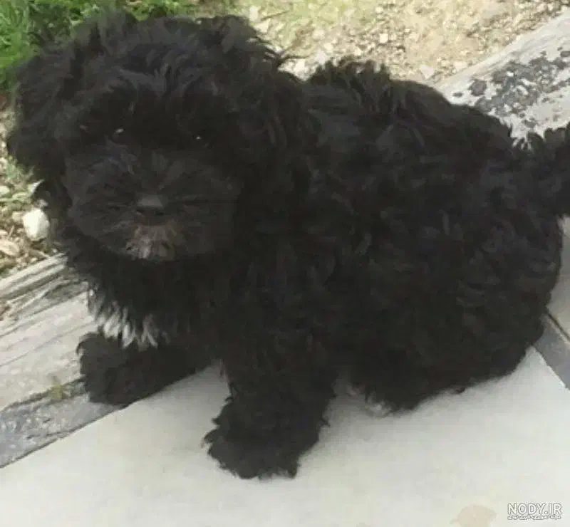 سگ پیدا شده|سگ|شاهینشهر, حافظ شمالی|دیوار