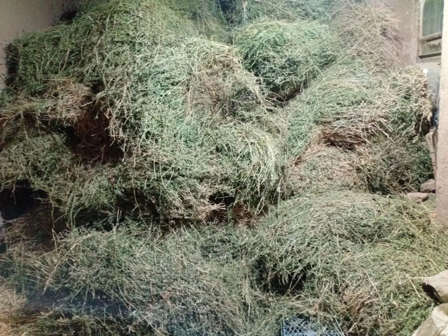 یونجه|عمده‌فروشی|اسفراین, |دیوار