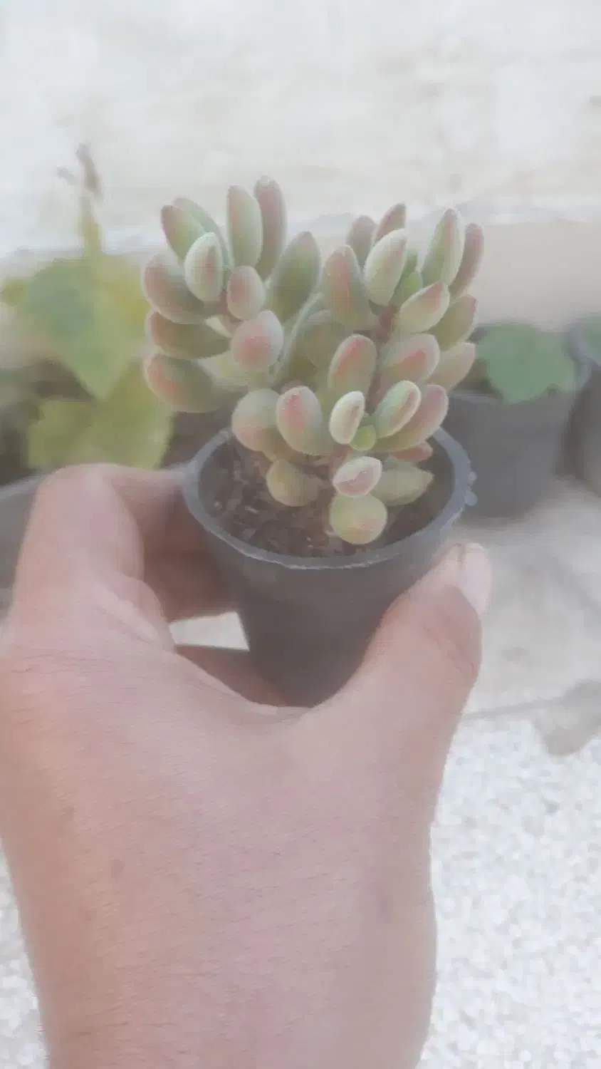 ساکولنت کلی جزئی|گل و گیاه طبیعی|گنبد کاووس, |دیوار