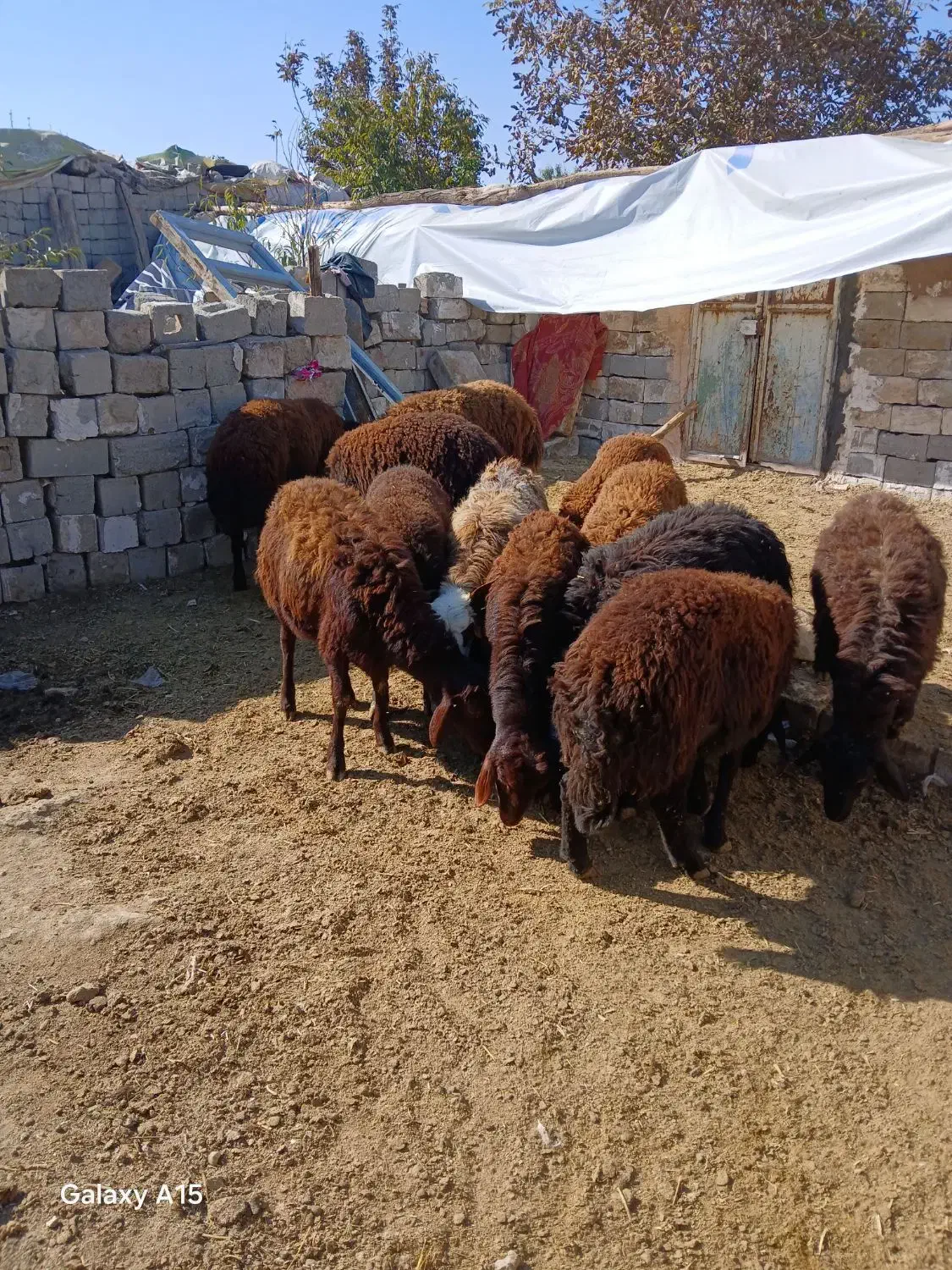 بره نر پرواری|حیوانات مزرعه|محمدبار, |دیوار