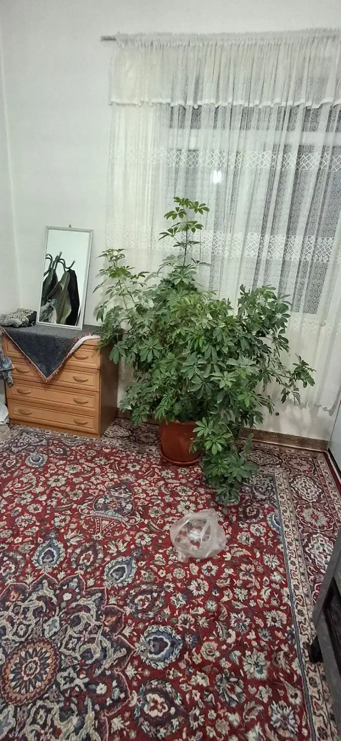 گل شفلر بزرگ|گل و گیاه طبیعی|شیروان (خراسان), |دیوار