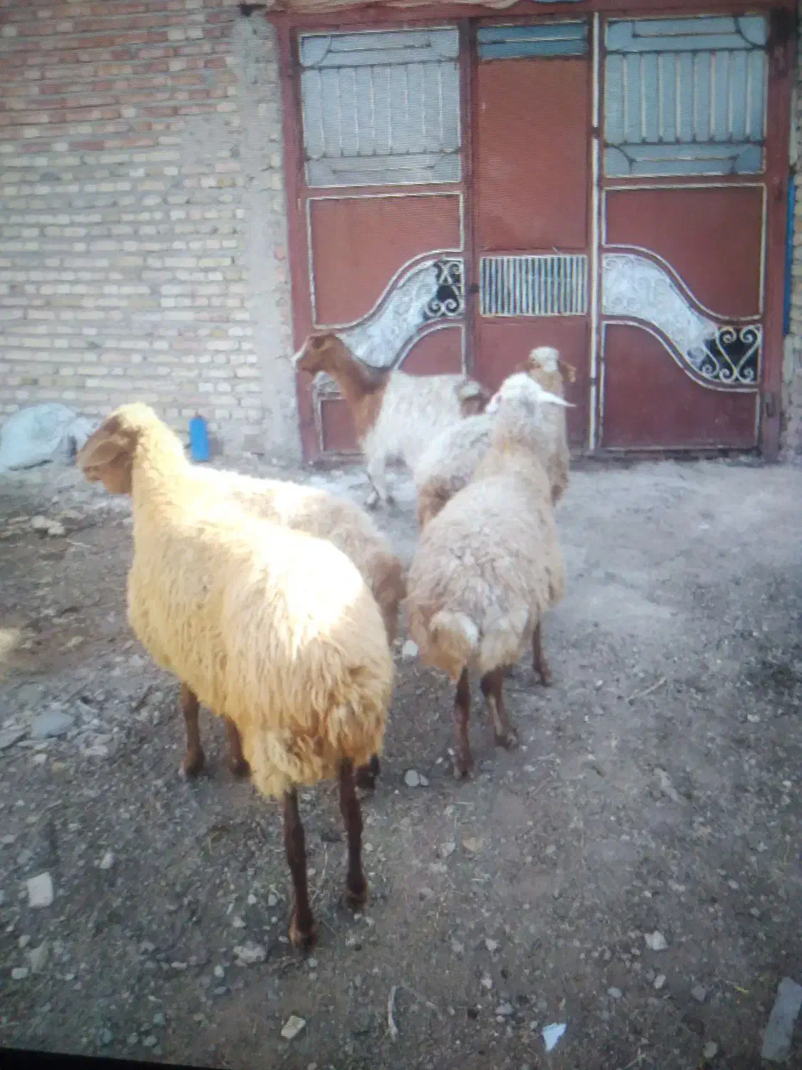 ۴راس گوسفند و۱راس بز|حیوانات مزرعه|باسمنج, |دیوار