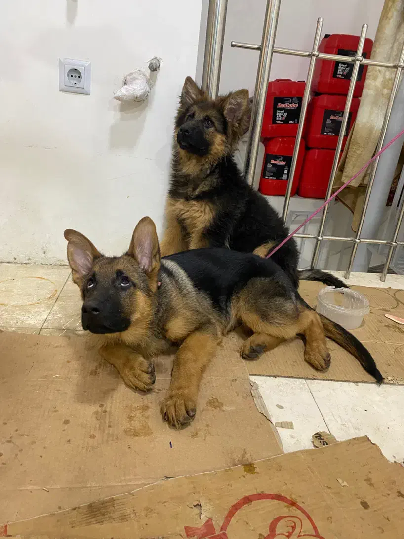 توله ژرمن شپرد شولاین حرفه ایی|سگ|شیراز, سجادیه|دیوار