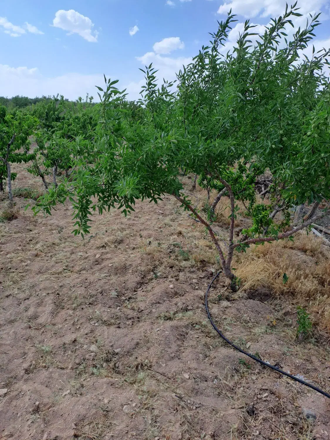 فروش چهار سهام طرح یک هوره گاستارا|فروش دفتر صنعتی، کشاورزی، تجاری|زاینده رود, |دیوار