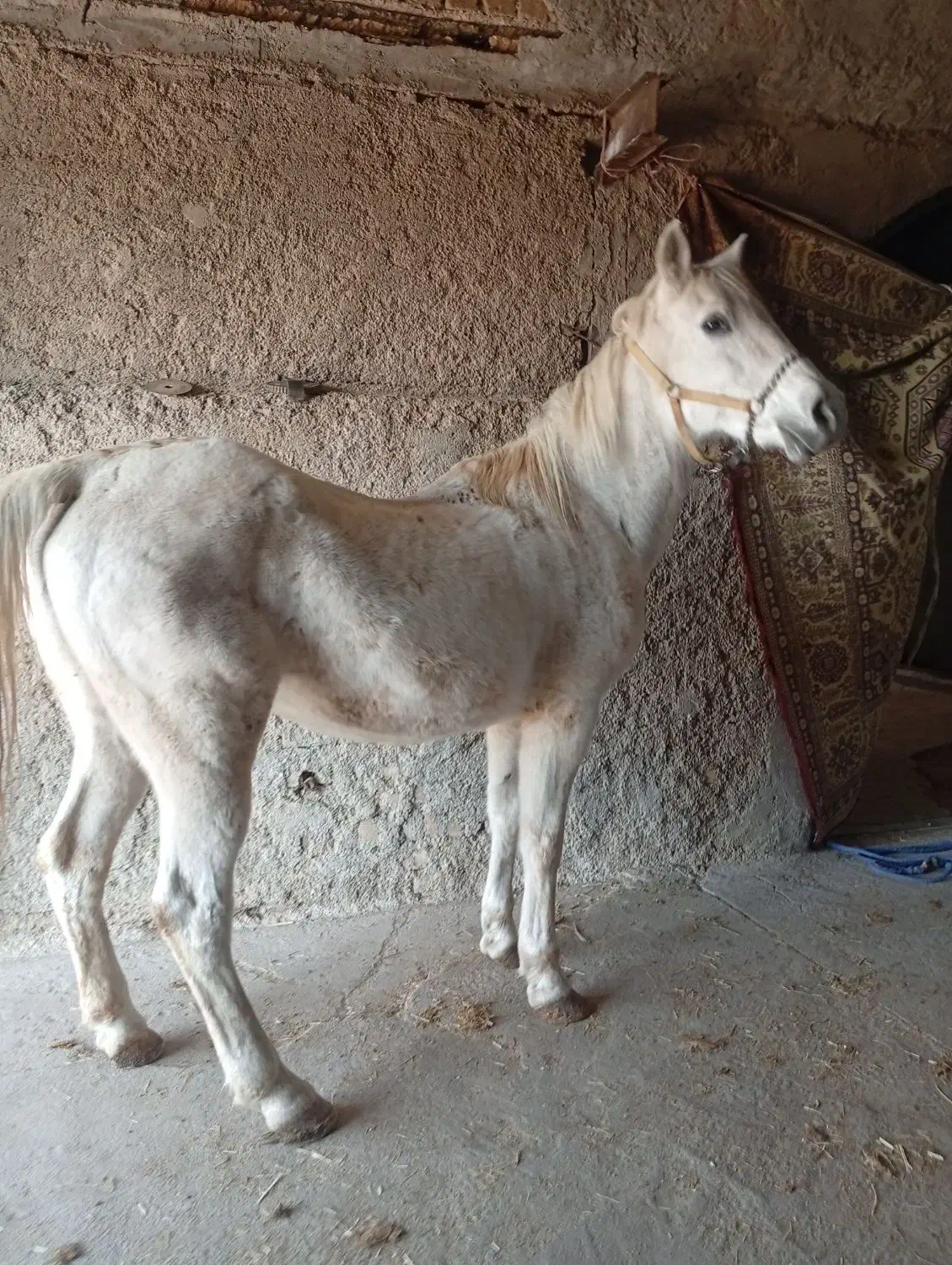 مادیان ترک قشقایی|اسب و تجهیزات اسب‌سواری|بشاریات, |دیوار