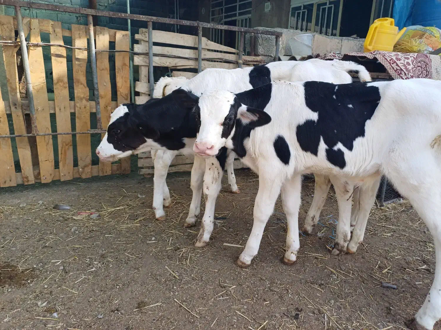 گاو گوساله تلیسه|حیوانات مزرعه|اصفهان, قهجاورستان|دیوار