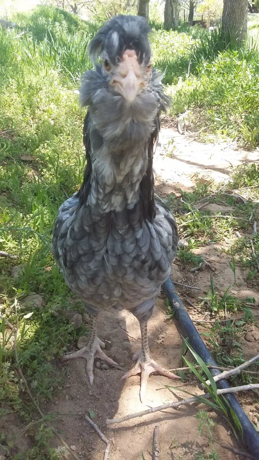 تخم مرغ نطفه دار گلین ریش چهلتاج منگوای طوسی ودودی|حیوانات مزرعه|زنجان, |دیوار