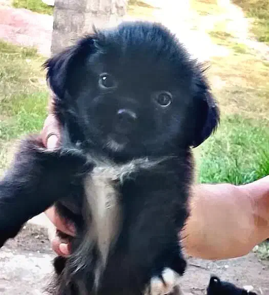 سگ پشمالو شیتزو پیکینیز|سگ|رشت, جانبازان|دیوار