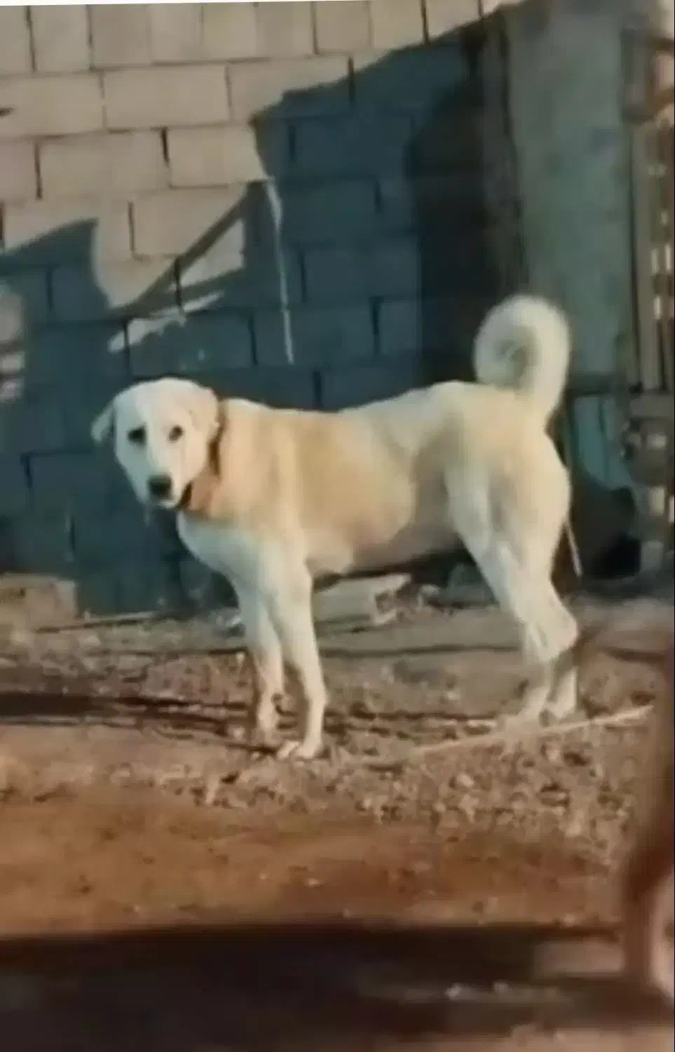 ماده عراقی|سگ|سیلوانه, |دیوار