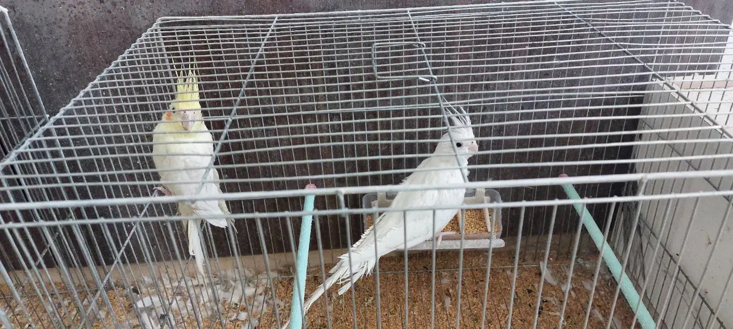 فروش جفت عروس هلندی|پرنده|آباده, |دیوار