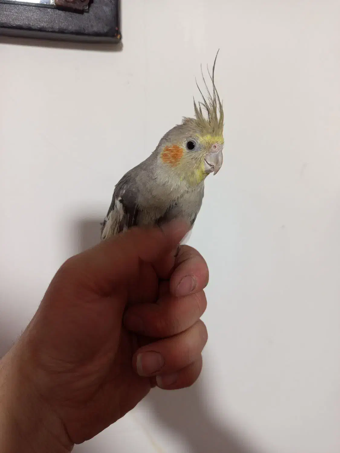 فروش جوجه عروس|پرنده|قروه, |دیوار