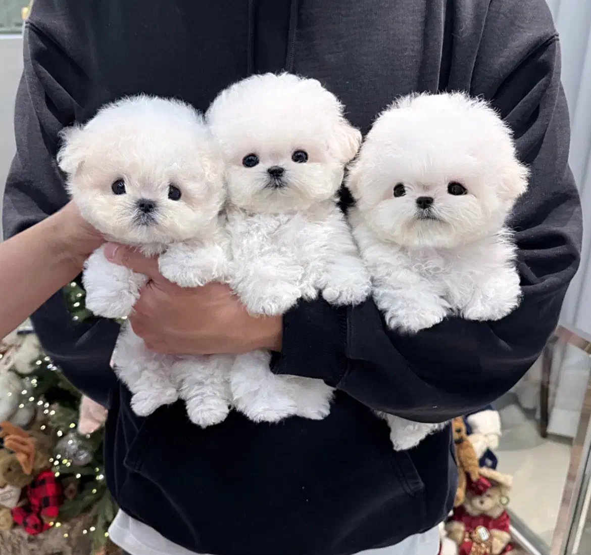 پومالی|سگ|تهران, گیشا|دیوار