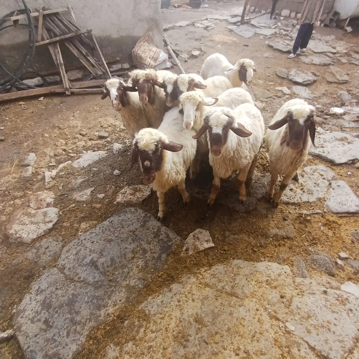 بره نر (کاور ورن)|حیوانات مزرعه|روانسر, |دیوار