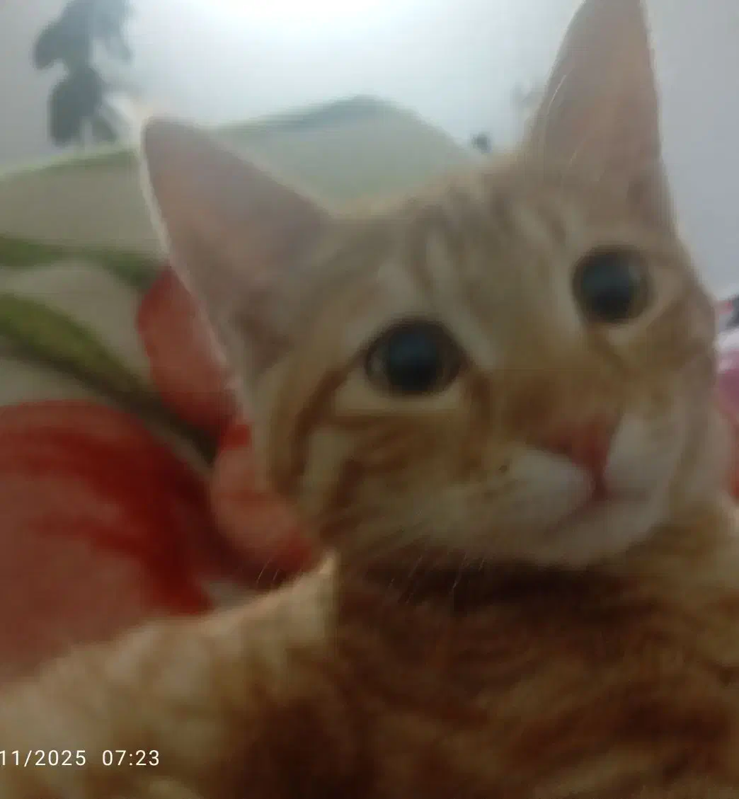 گربه گمشده.|گربه|چناران, |دیوار