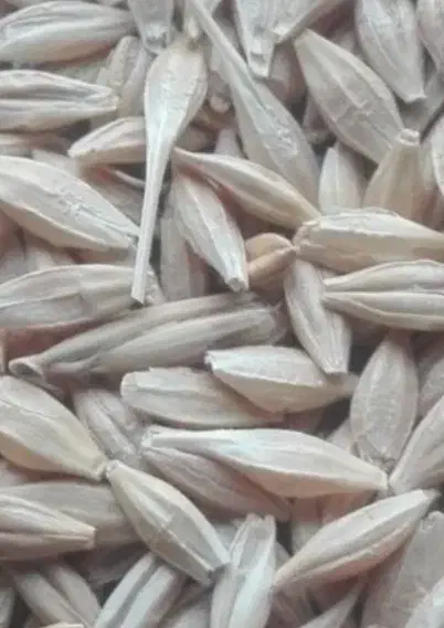 جو آبی|خوردنی و آشامیدنی|بروجن, |دیوار