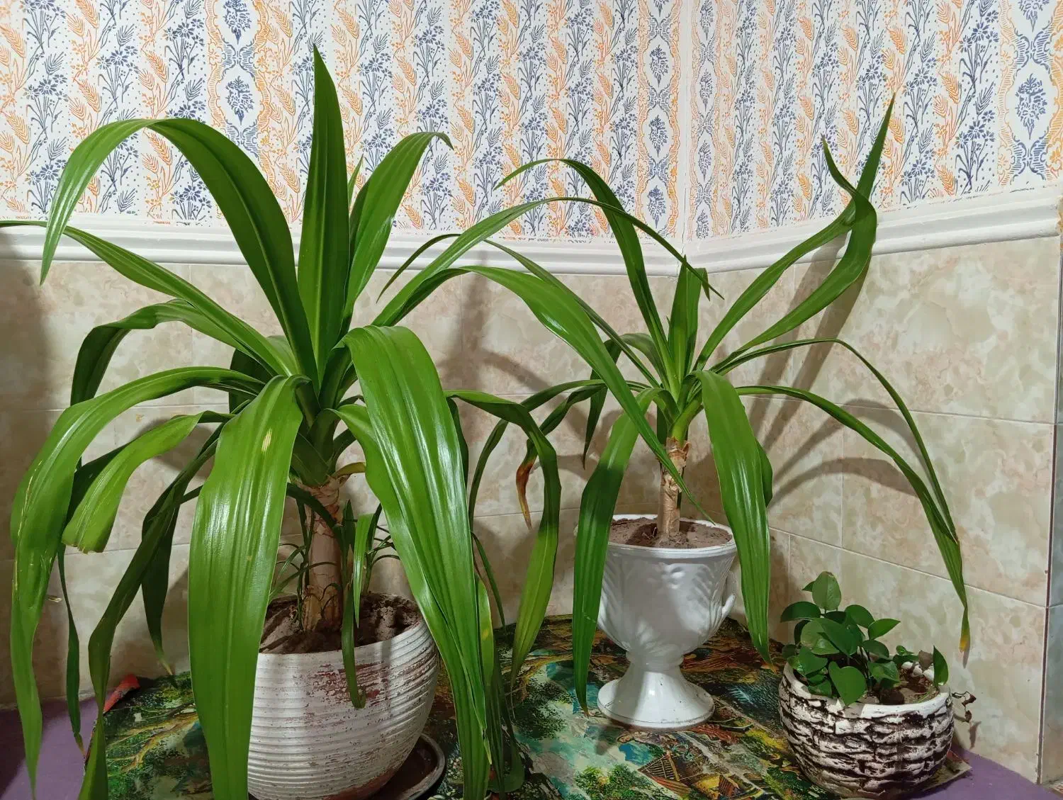 گل موزی بزرگ|گل و گیاه طبیعی|بم, |دیوار