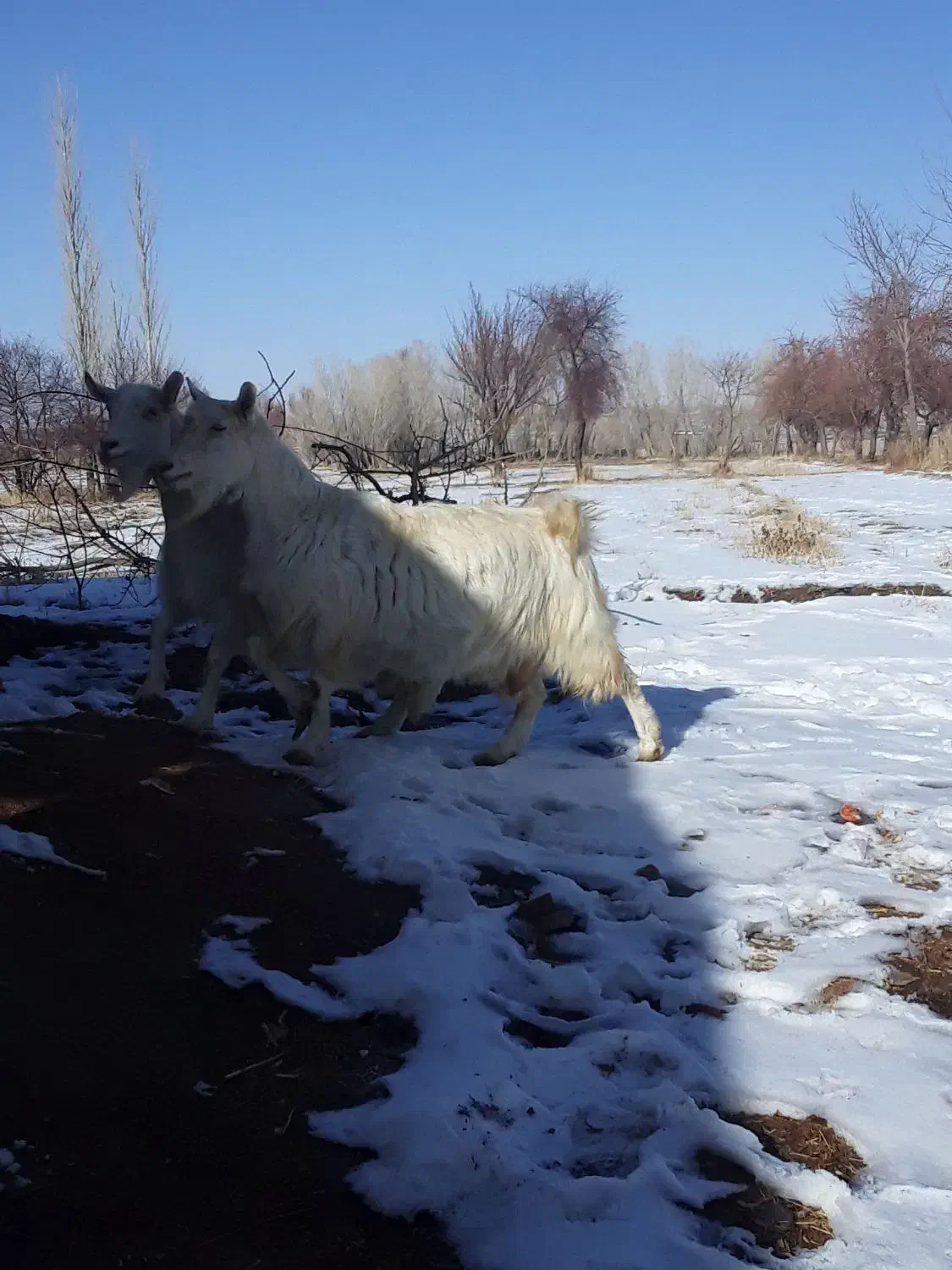 سانن|حیوانات مزرعه|سجاس رود, |دیوار