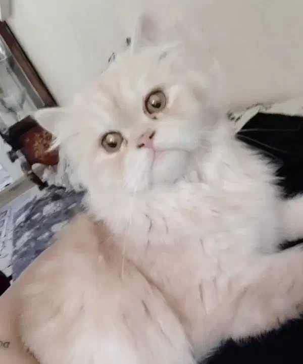 گربه استکاتیش پرشین|گربه|مشهد, پنجتن|دیوار