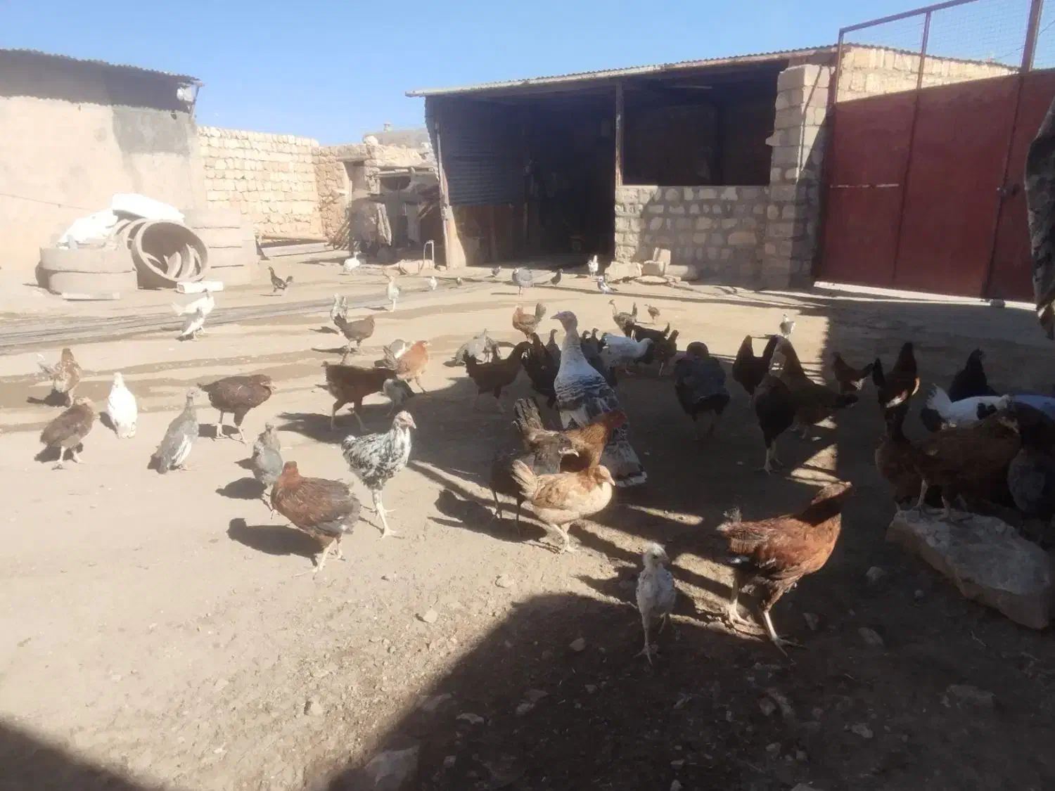 وارگ وکلشیر کوردی|حیوانات مزرعه|حمیل, |دیوار