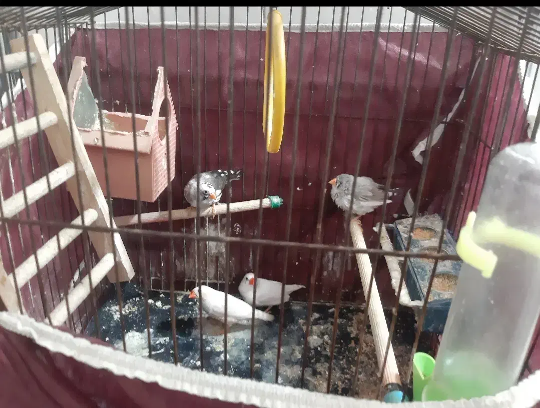 ۳عد فنج باقفس +۱عدد قفس بزرگ|پرنده|کهریزک, |دیوار