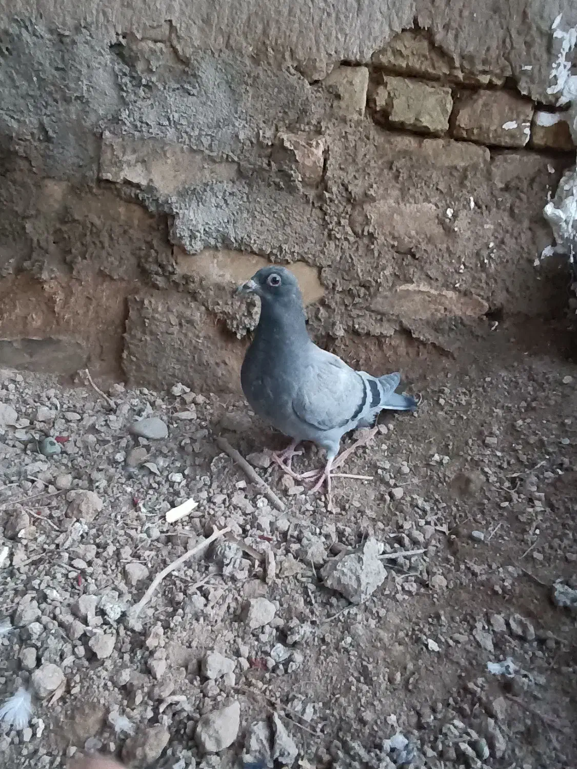 کفتر پلاکی معاوضه|پرنده|جوادآباد, |دیوار