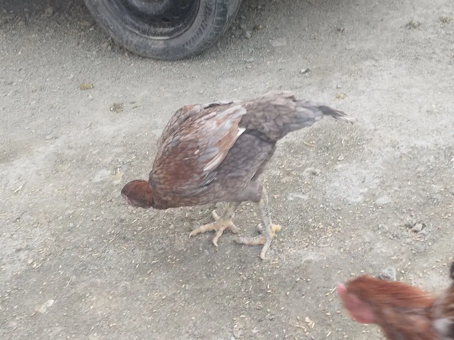 مرغ|حیوانات مزرعه|کهنوج, |دیوار